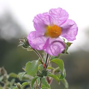 Cistus creticus subsp corsicus