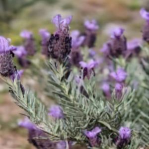 Lavandula stoechas subsp stoechas