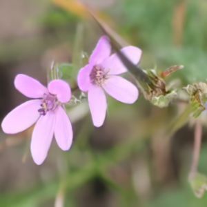 Erodium moschatum