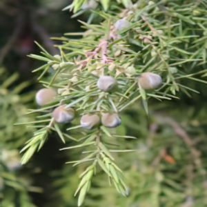 Juniperus oxycedrus subsp oxycedrus