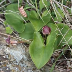 Arisarum vulgare