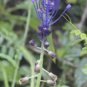 Muscari comosum