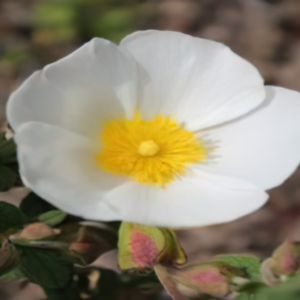 Cistus salviifolius