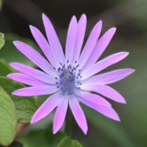 Anemone hortensis subsp hortensis